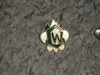Camp Whitsett CW Pin - Scout #1