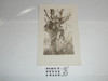 Photo Postcard of a Boy Scout in a tree with Friends