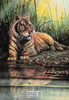 Tiger Wildlife Artwork Postcard Series by Classico San Francisco #263-006