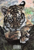 Tiger Wildlife Artwork Postcard Series by Classico San Francisco #263-007