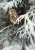 Owl Wildlife Artwork Postcard Series by Classico San Francisco #263-009