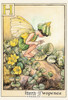 The Herb Twopence Fairy Postcard, Cicely Mary Barker Flower Fairies, #584-008