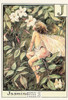 The Jasmine Fairy Postcard, Cicely Mary Barker Flower Fairies, Classico #584-010