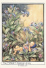 The Forget Me Not Fairy Postcard, Cicely Mary Barker Flower Fairies, #584-035