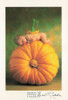 Anne Geddes Photography Postcard by Classico San Francisco #605-015v1