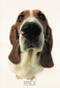 WHOOF AND READY, Head First Humorous Animal Photography Postcard, #614-017