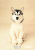 Zoe, Rachael Hale Animal Photography Postcard, Classico SF #628-011