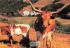 Steer & Calf, George Lucas Skywalker Ranch Postcard, Classico SF #714-005