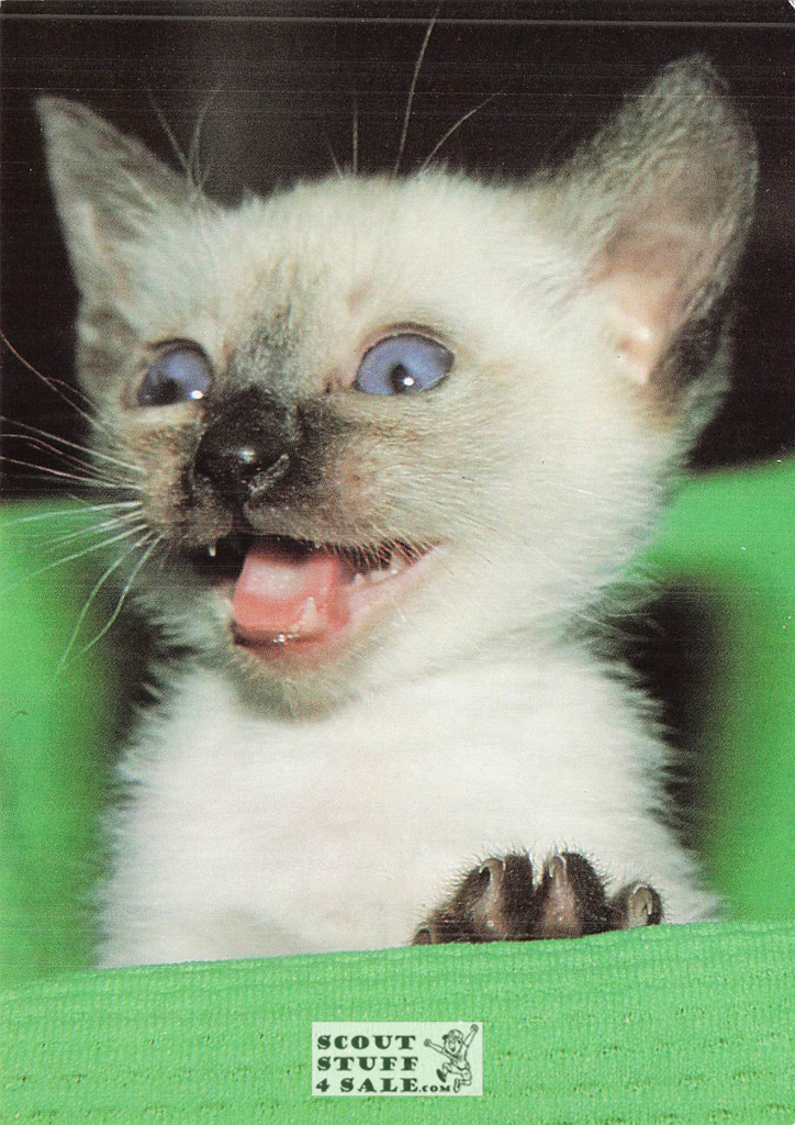 Dorothy Holby Photo Postcard of a Kitten, Ludlow Sales #CP40