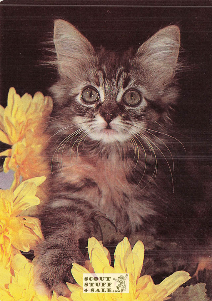 Dorothy Holby Photo Postcard of a Kitten, Ludlow Sales #CP41