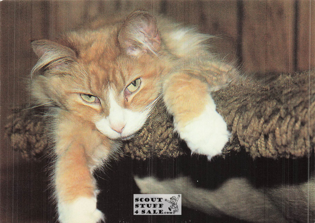 Dorothy Holby Photo Postcard of a Kitten, Ludlow Sales #CP42