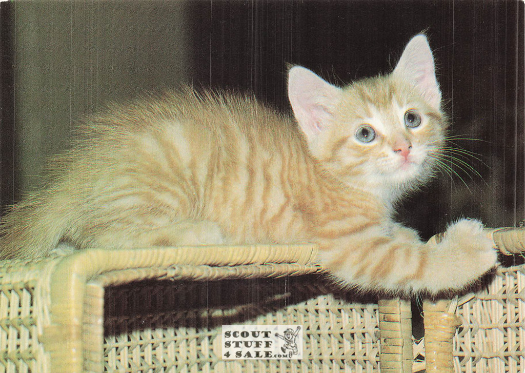 Dorothy Holby Photo Postcard of a Kitten, Ludlow Sales #CP43
