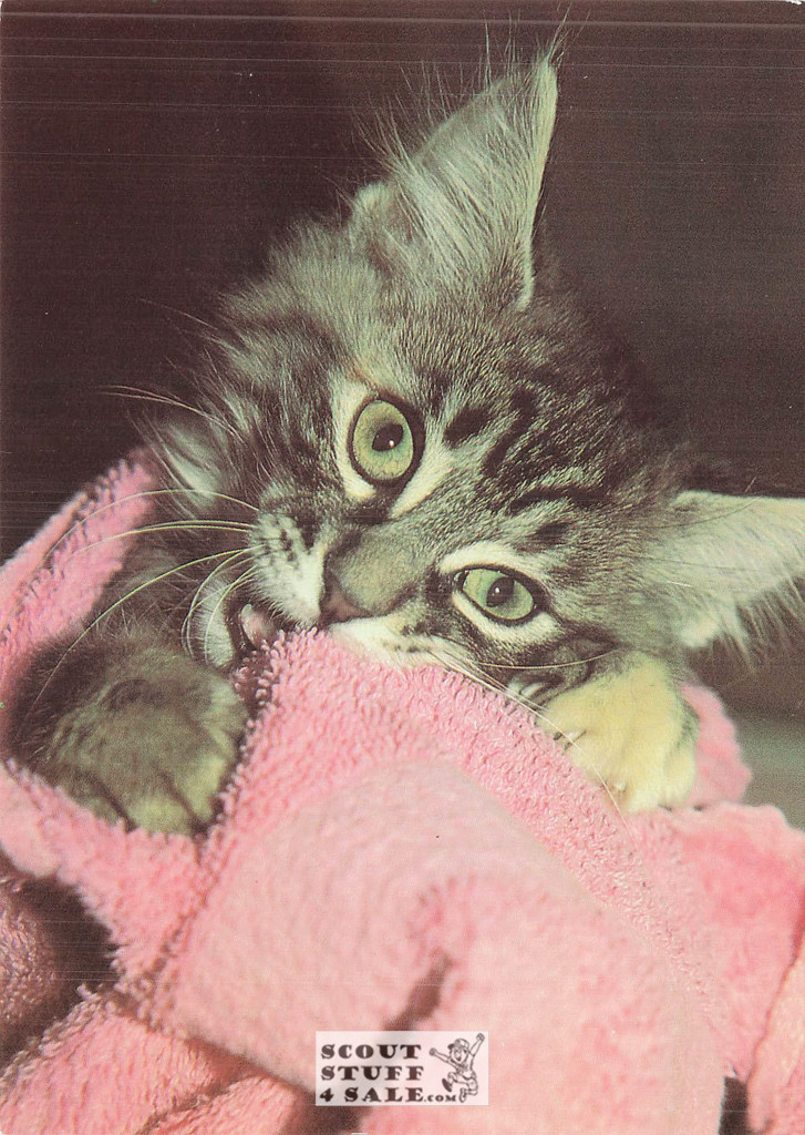 Dorothy Holby Photo Postcard of a Kitten, Ludlow Sales #CP44