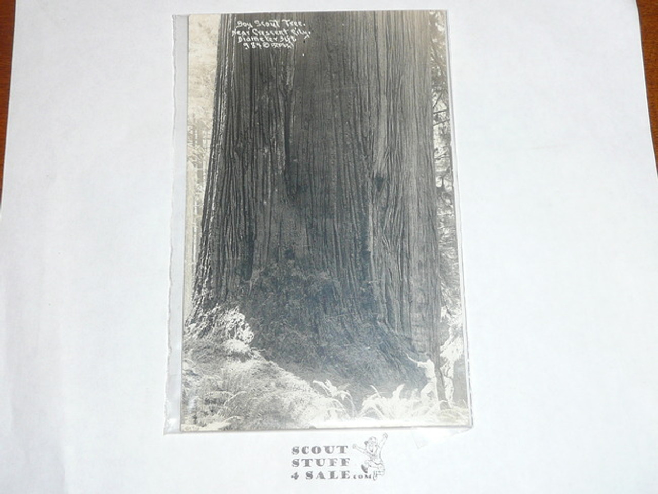 Boy Scout Tree Photo Post card, 1920's