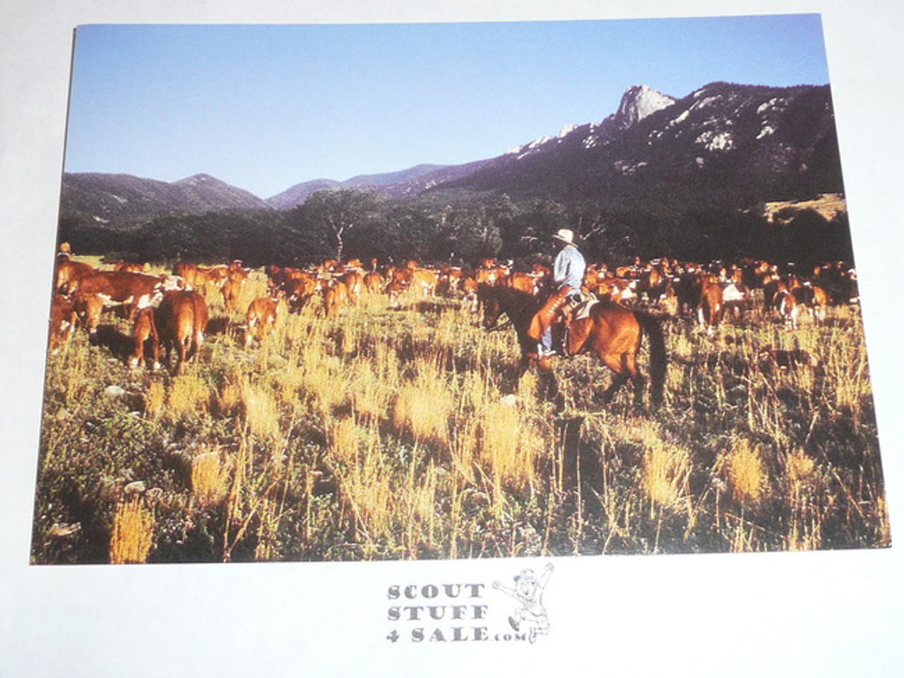 Philmont Scout Ranch Post card, Philmont Cattle