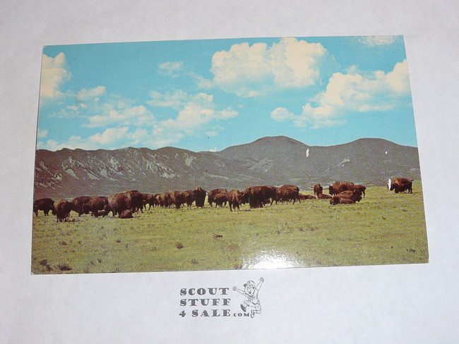 Philmont Scout Ranch Post card, Philmont Buffalo, 1950's-80's