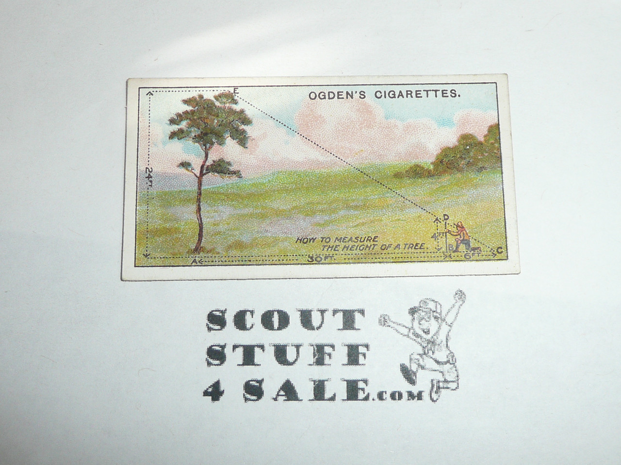 Ogden Tabacco Company Premium Card, Second Boy Scout Series of 50 (Blue Backs), Card #92 To Measure the Height of a Tree, 1912