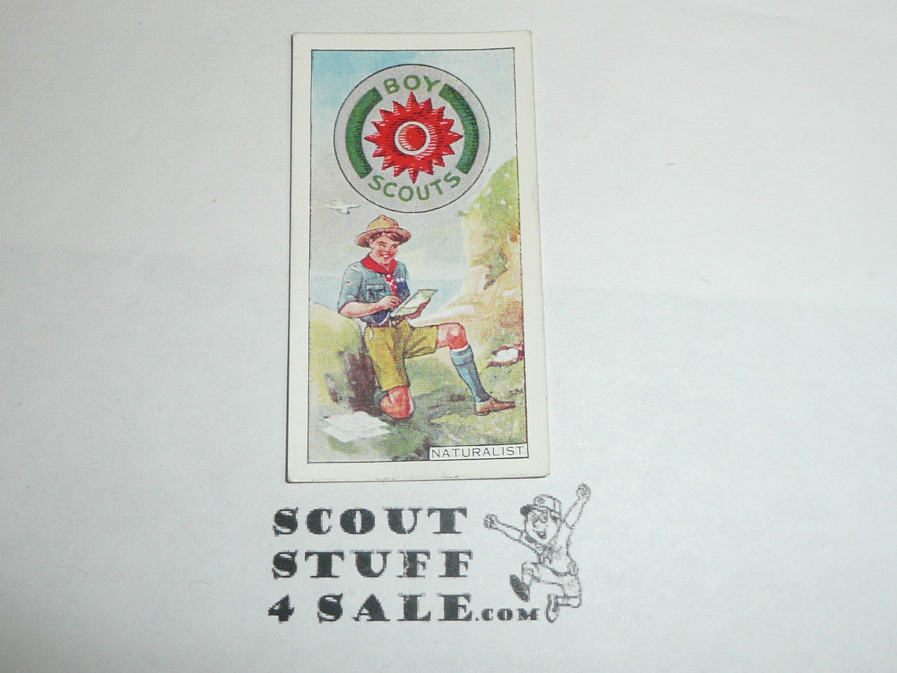 CWS Cigarette Company Premium Card, Boy Scout Badges Series of 50, Card #30 Naturalist, 1939