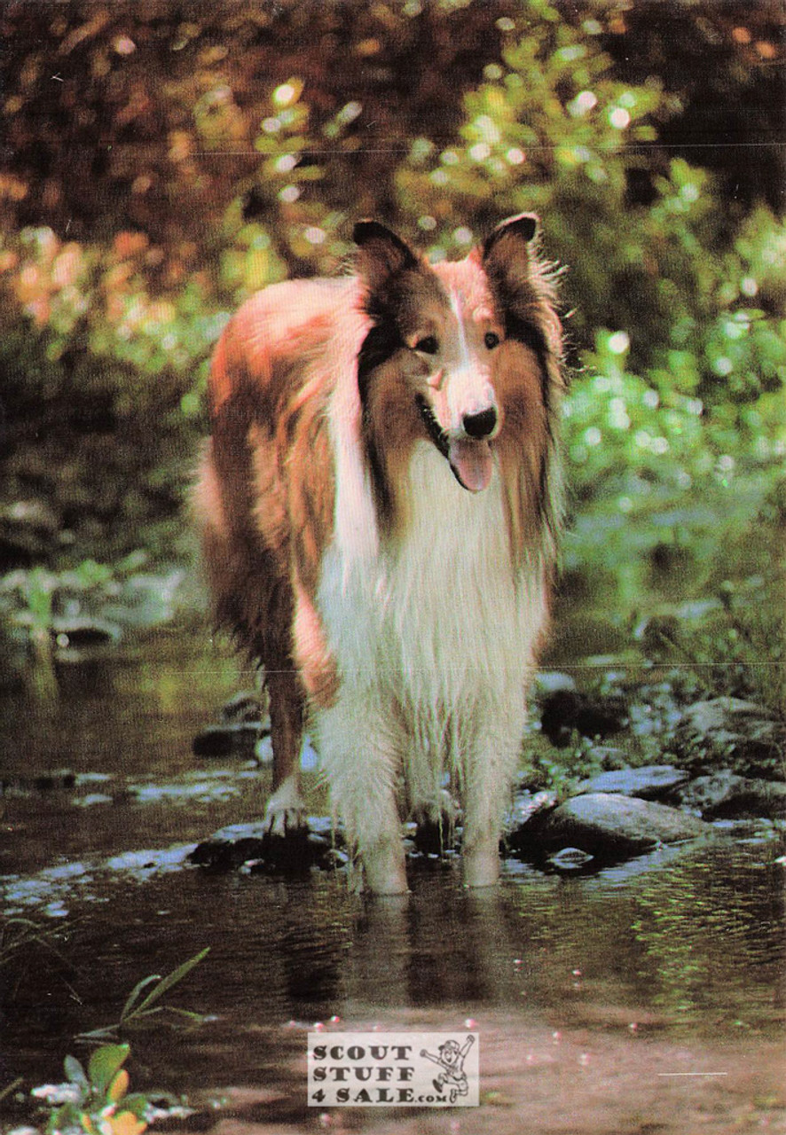 Lassie Postcard by Classico San Francisco #140-005