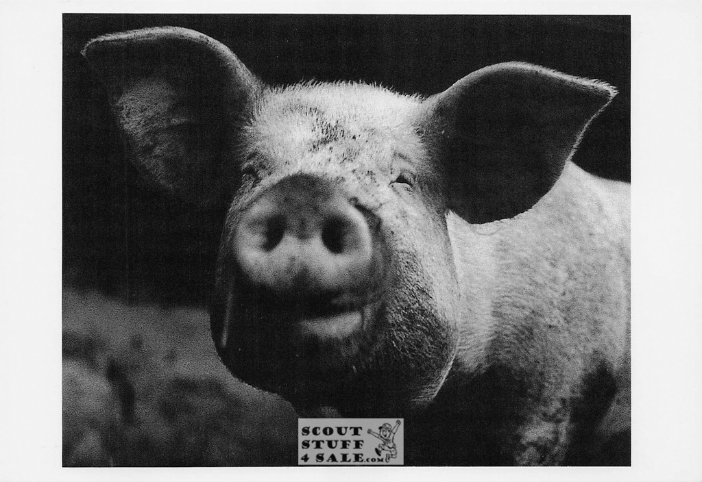 PIG AUSTRIA Mark Cieslikowski Photo Postcard by Classico SF #236-009