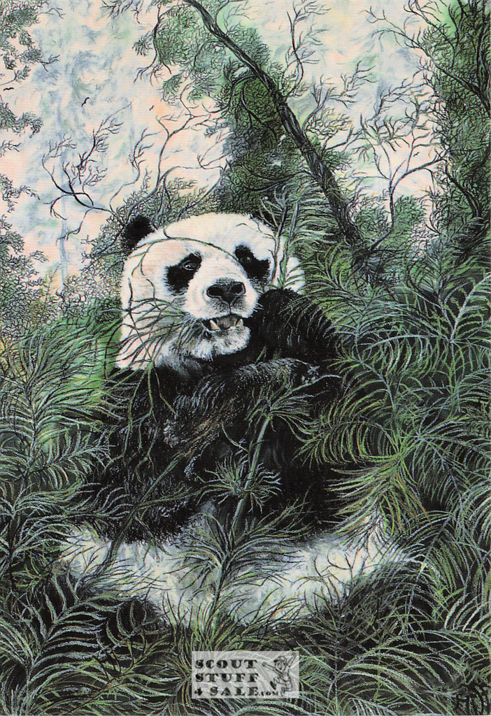 Panda Wildlife Artwork Postcard Series by Classico San Francisco #263-003