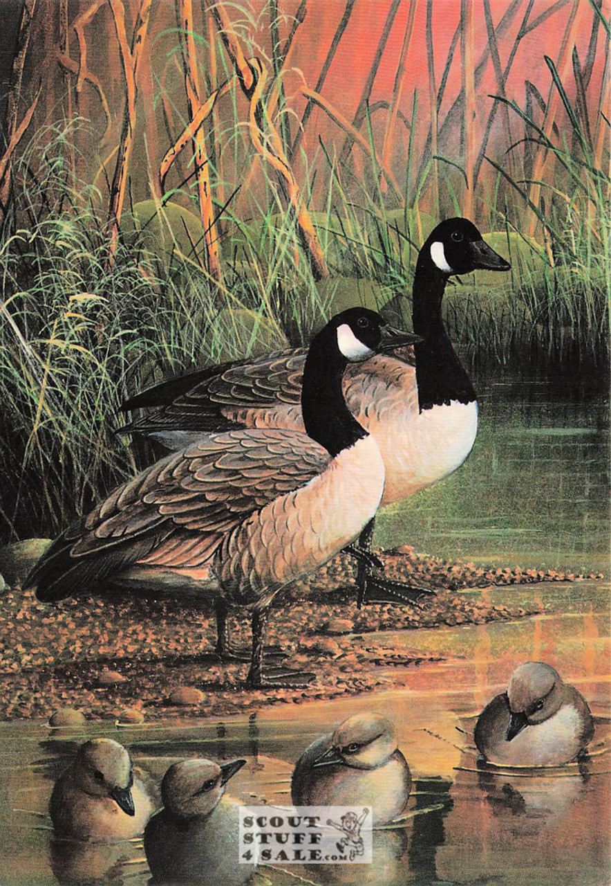 Goose Wildlife Artwork Postcard Series by Classico San Francisco #263-010