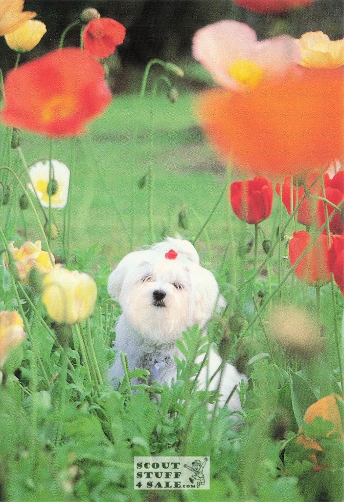 Judy Reinen Dog  Photography Postcard, Classico San Francisco #520-018