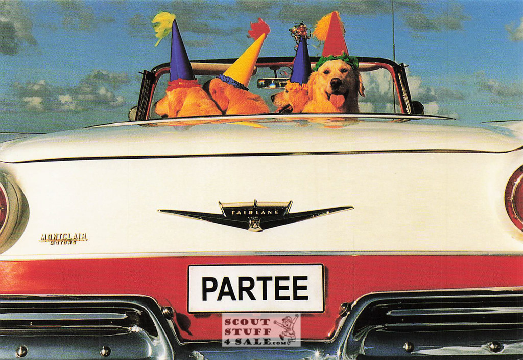 Judy Reinen Dogs Photography Postcard, Classico San Francisco #520-021