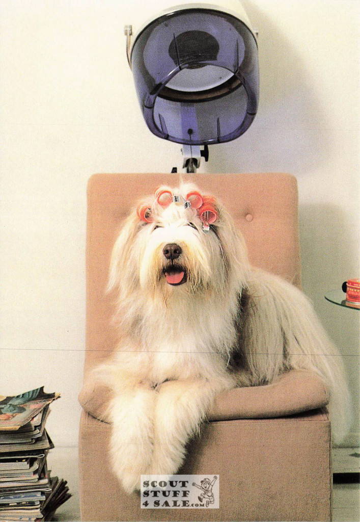 Judy Reinen Dogs Photography Postcard, Classico San Francisco #520-024