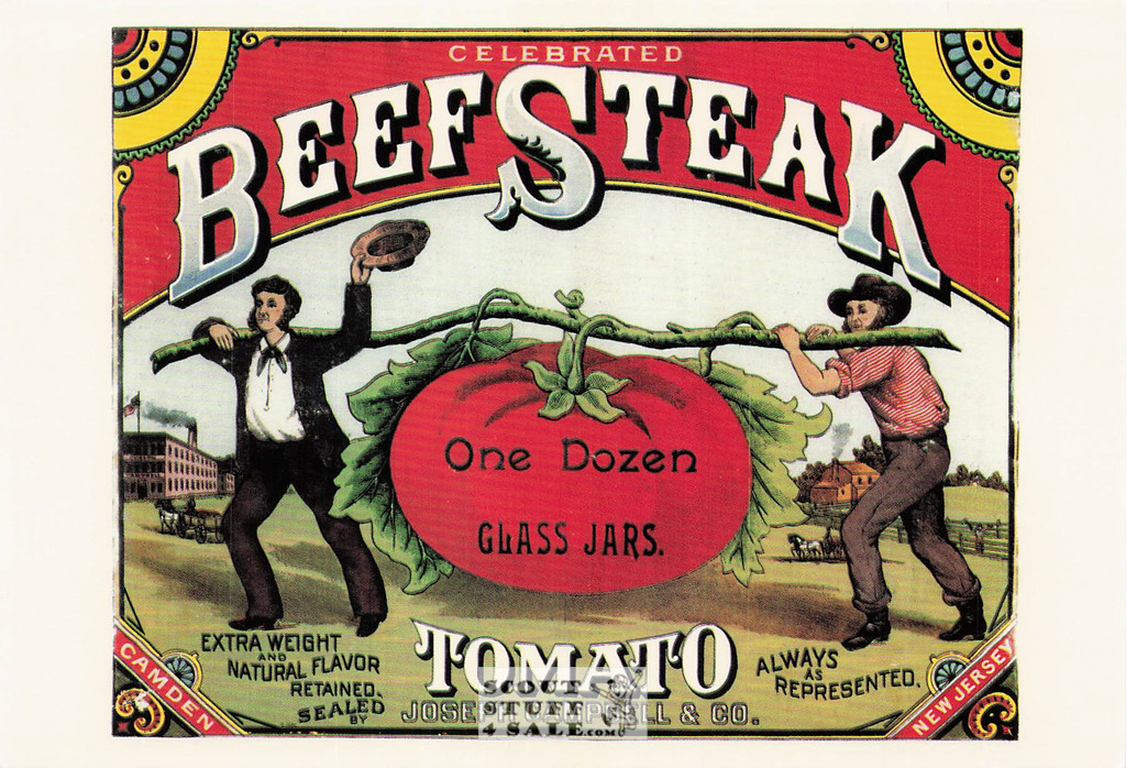 Early 1900's Campbell Canned Tomatoes Advertising Print on Postcard #567-040