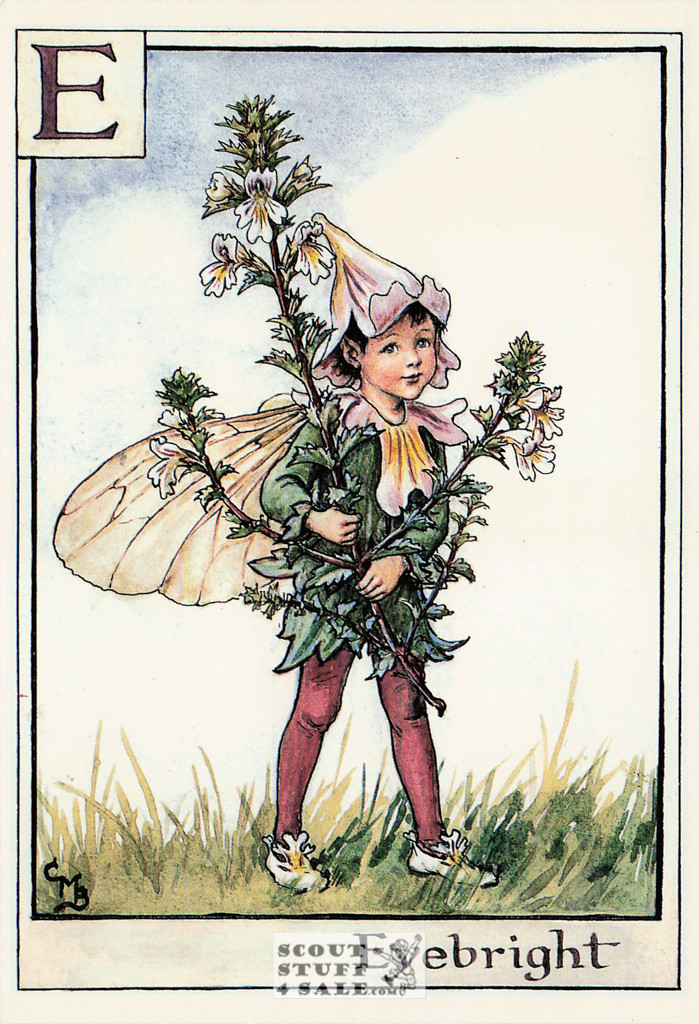The Eyebright Fairy Postcard, Cicely Mary Barker Flower Fairies, Classico #584-005
