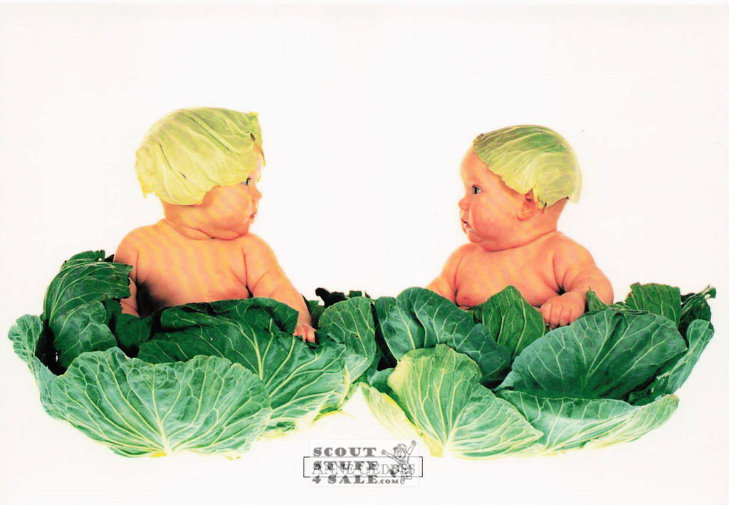 Anne Geddes Photography Postcard by Classico San Francisco #605-024v2