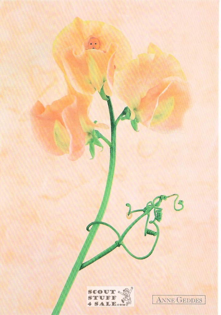 Anne Geddes Photography Postcard by Classico San Francisco #605-153