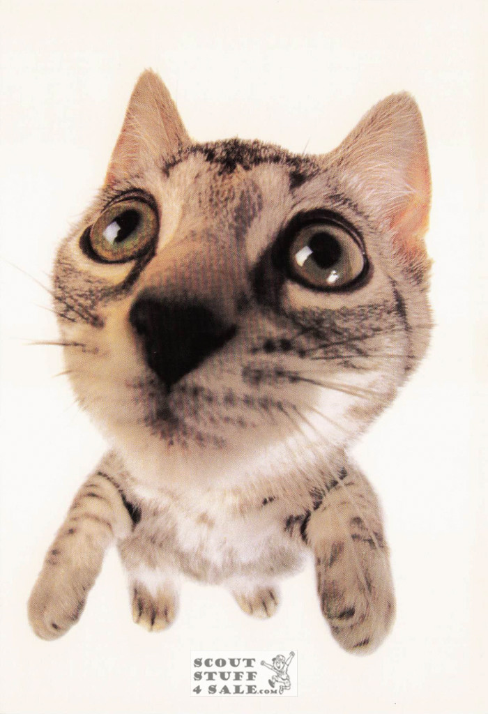 SOMEWHERE OVER THE RAINBOW, Head First Animal Photo Postcard, #614-004