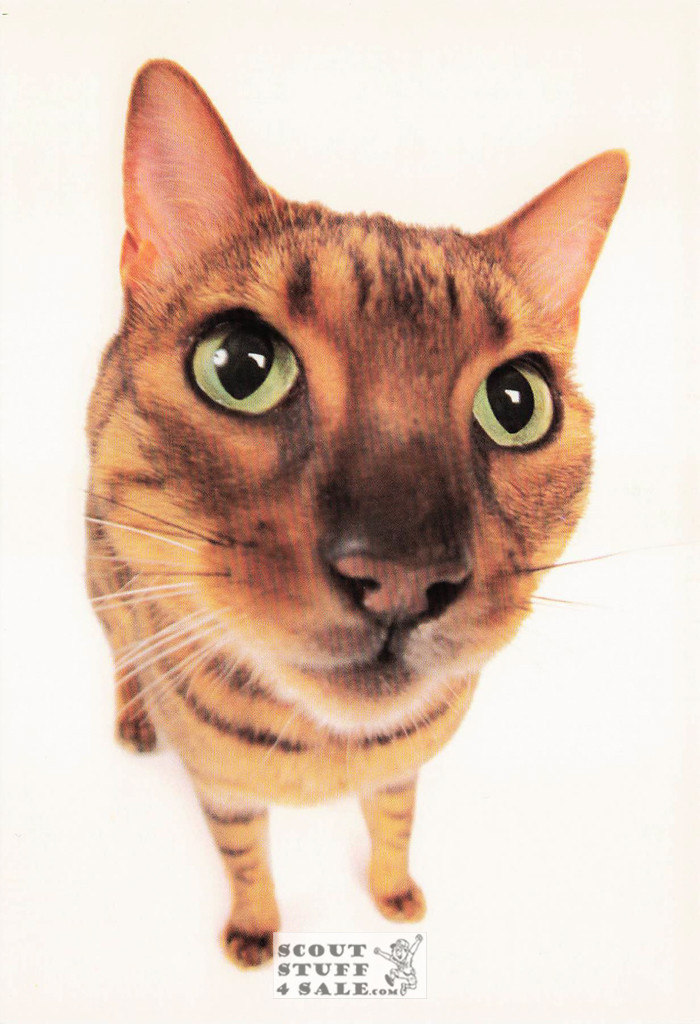 LIFE IN THE FAST LANE, Head First Humorous Animal Photo Postcard, #614-006