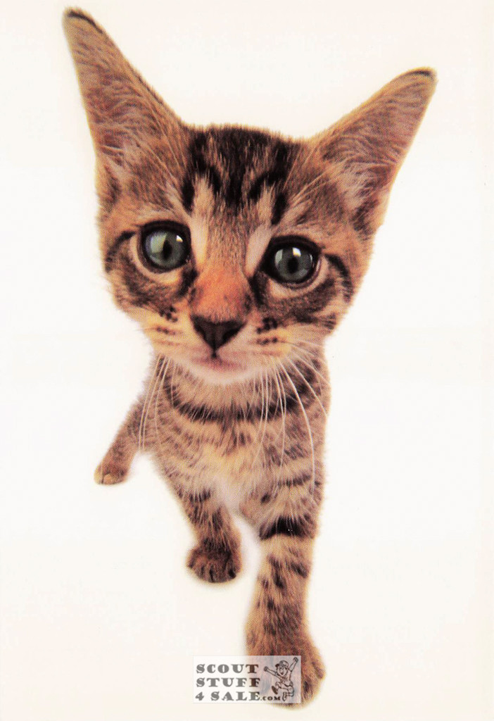 COMIN' THROUGH!, Head First Humorous Animal Photography Postcard, #614-019