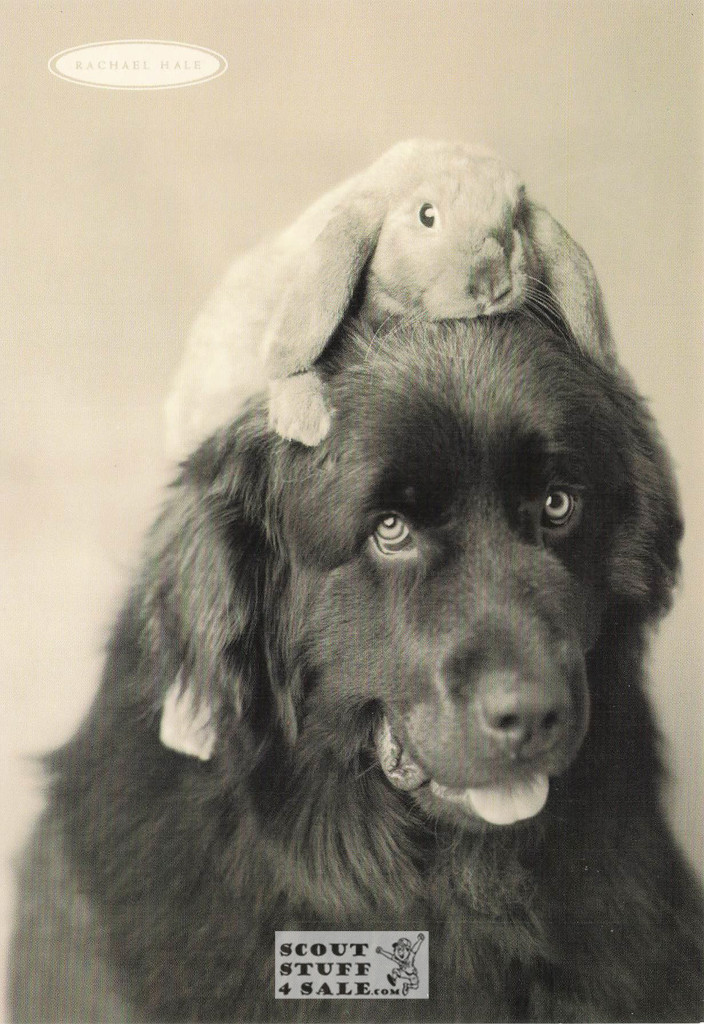 Henry and Bradley, Rachael Hale Animal Photography Postcard, Classico #628-007