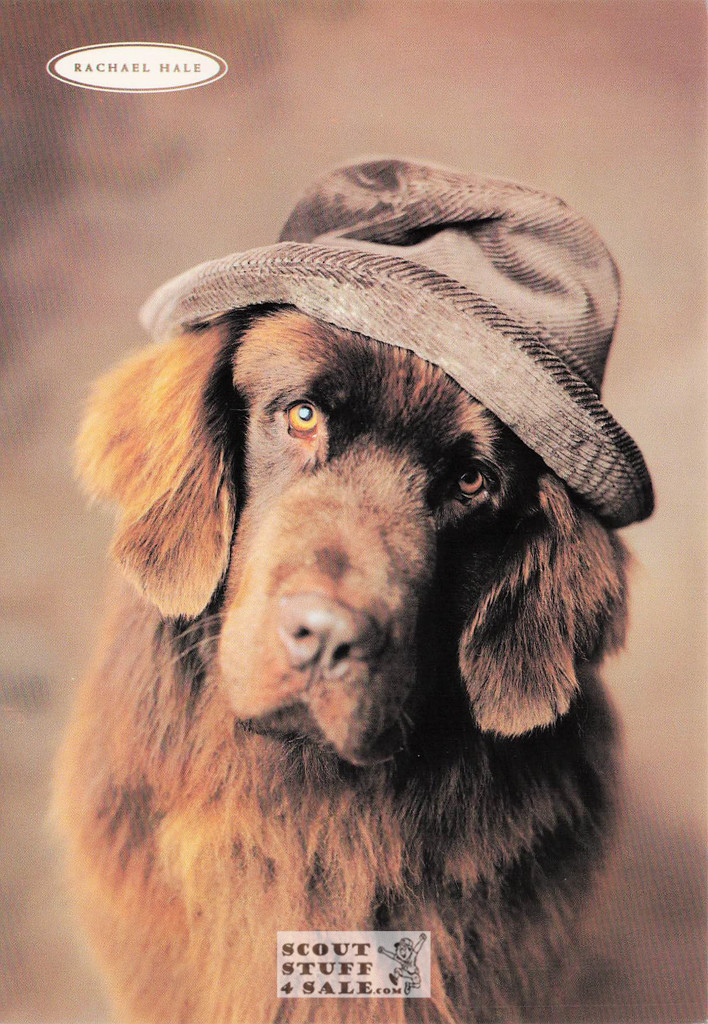 Courduroy, Rachael Hale Animal Photography Postcard, Classico SF #628-010