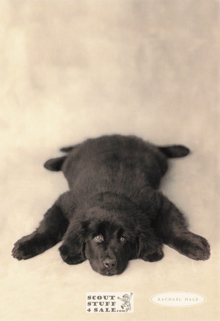 Oscar, Rachael Hale Animal Photography Postcard, Classico SF #628-019