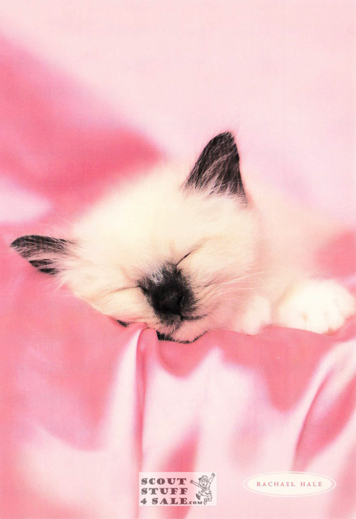 Mac Anthony, Rachael Hale Animal Photography Postcard, Classico SF #628-021