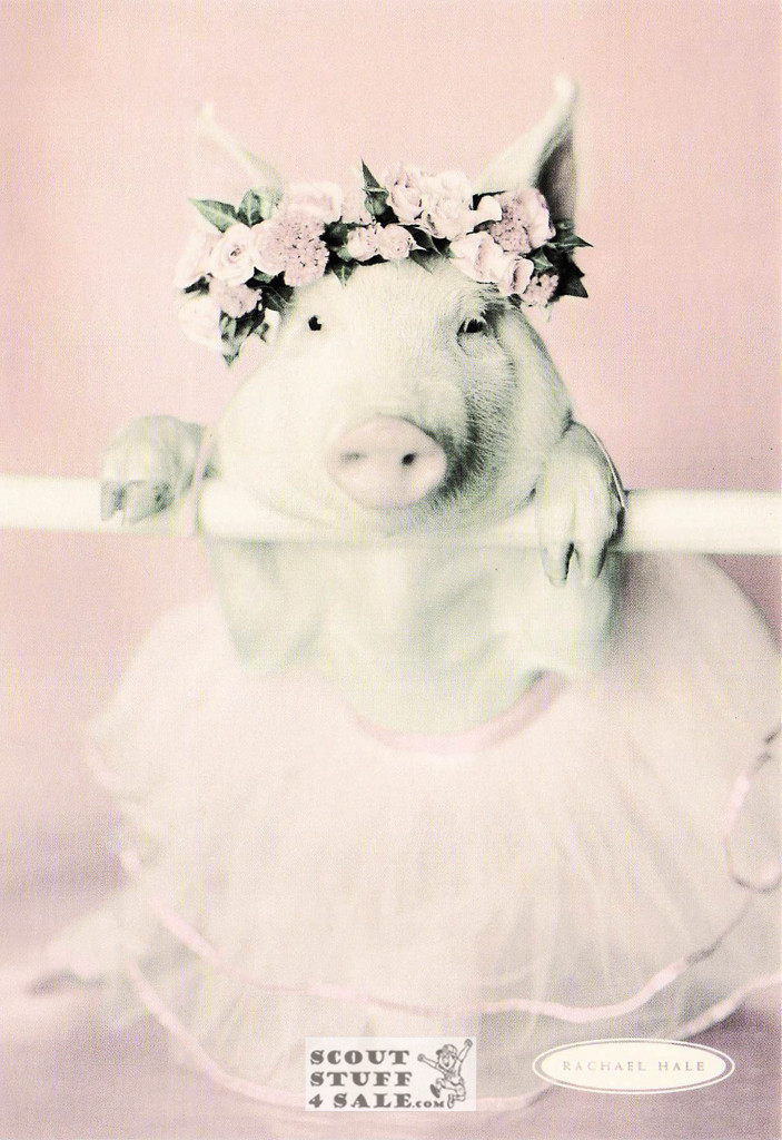 Maybeline Ballerina, Rachael Hale Animal Photography Postcard, Classico #628-029