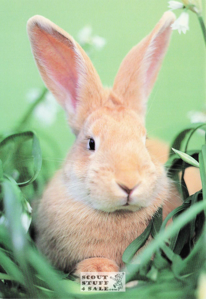 Mr. McGregor, Rachael Hale Animal Photography Postcard, Classico SF #628-047