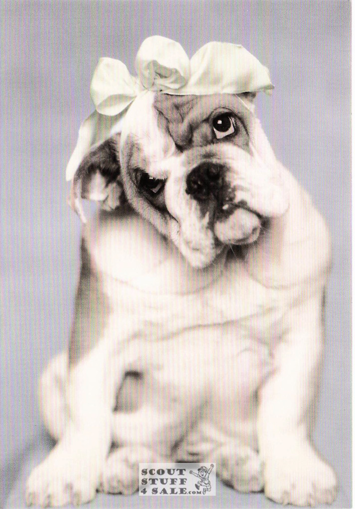 Doris, Rachael Hale Animal Photography Postcard, Classico SF #628-049