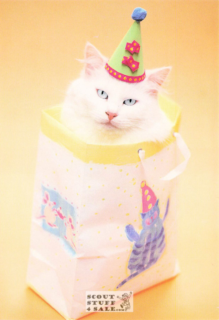 Vincent Party Boy, Rachael Hale Animal Photography Postcard, Classico #628-051