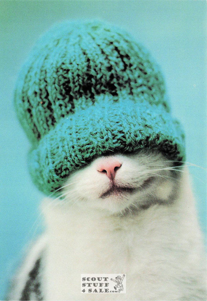 Guiness, Rachael Hale Animal Photography Postcard, Classico SF #628-058