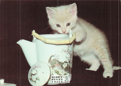 Dorothy Holby Photo Postcard of a Kitten, Ludlow Sales #CP39