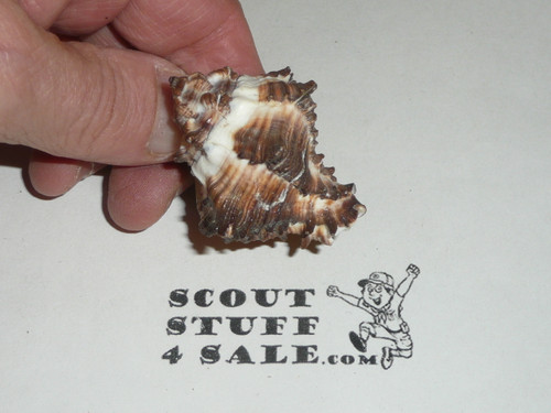 Shell Neckerchief Slide #3