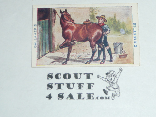 Gallaher ltd Cigarette Company Premium Card, Boy Scout Series of 100, Card #6 How to Clean a Kicking Pony, 1911