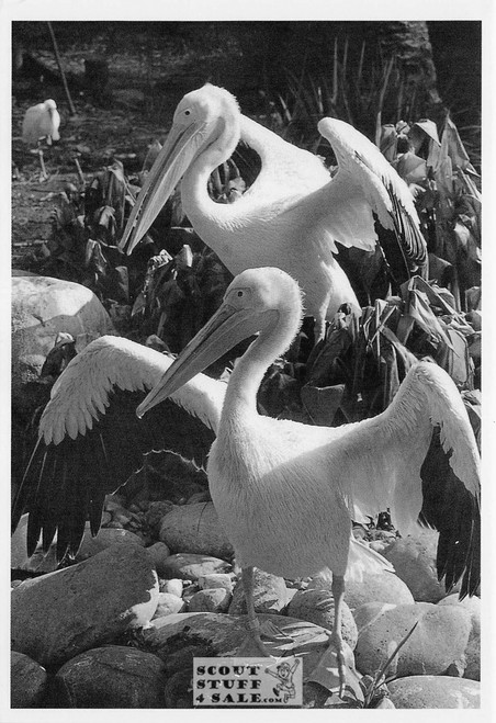 MR & MRS PELICAN Maria Rosina Photo Postcard by Classico SF #236-003