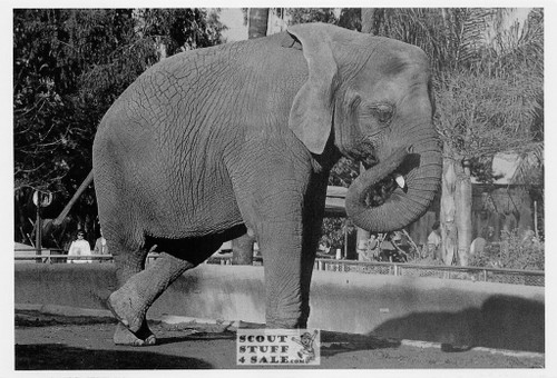 STEPPING OUT Maria Rosina Photo Postcard by Classico SF #236-014